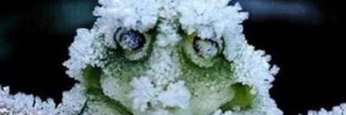 fors42's profile banner image