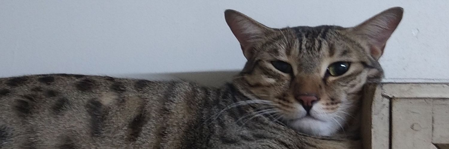 kilpady's profile banner image