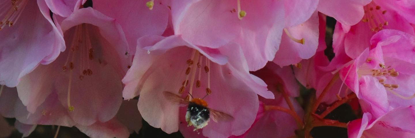 BeccieDempsey's profile banner image