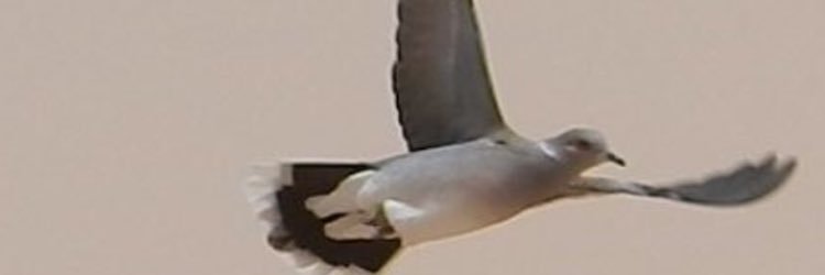 Faislmajed's profile banner image
