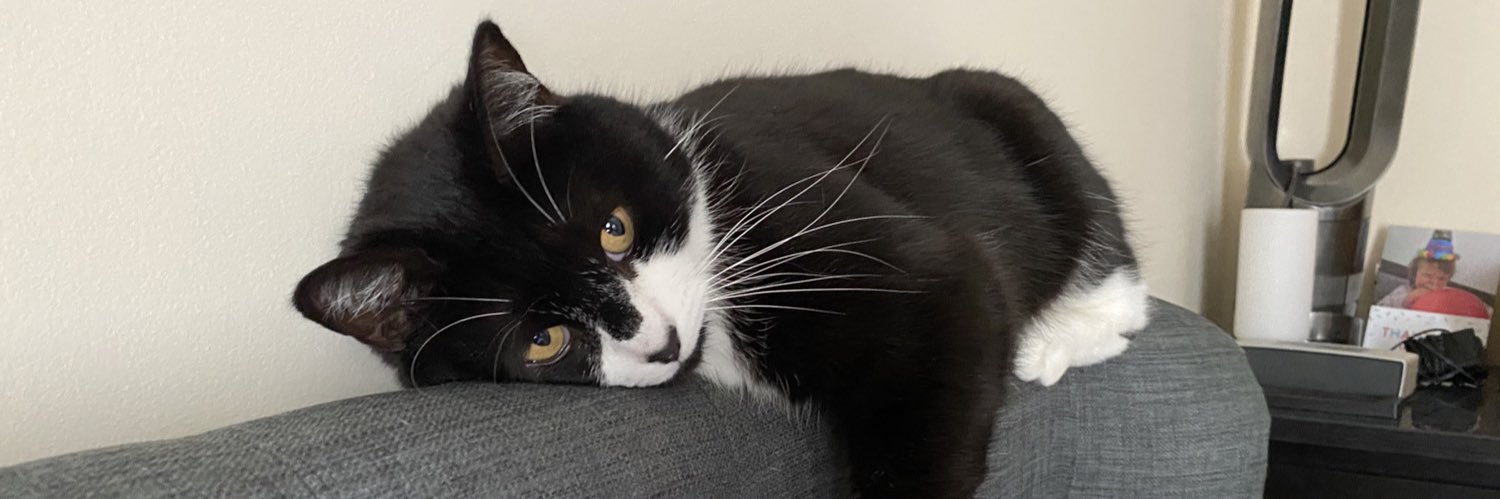 DapperDuffyPuss's profile banner image