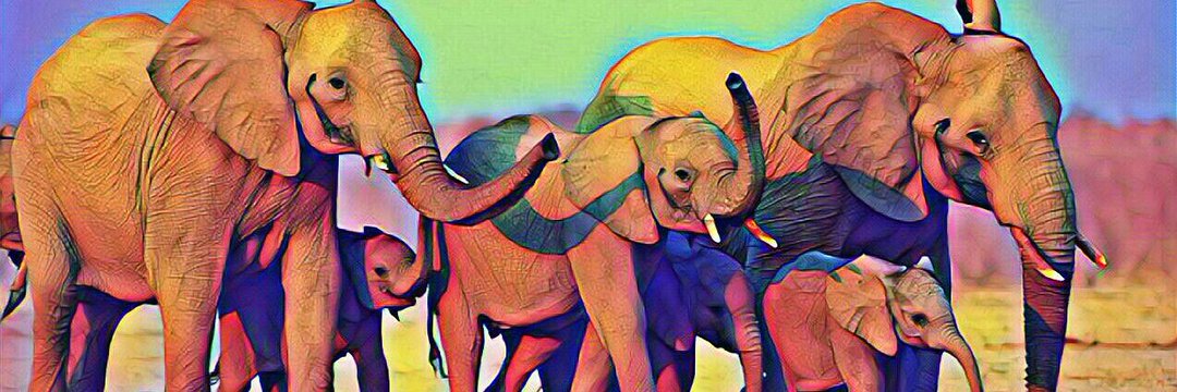 Stephey ♡🦄🐞🌻 banner