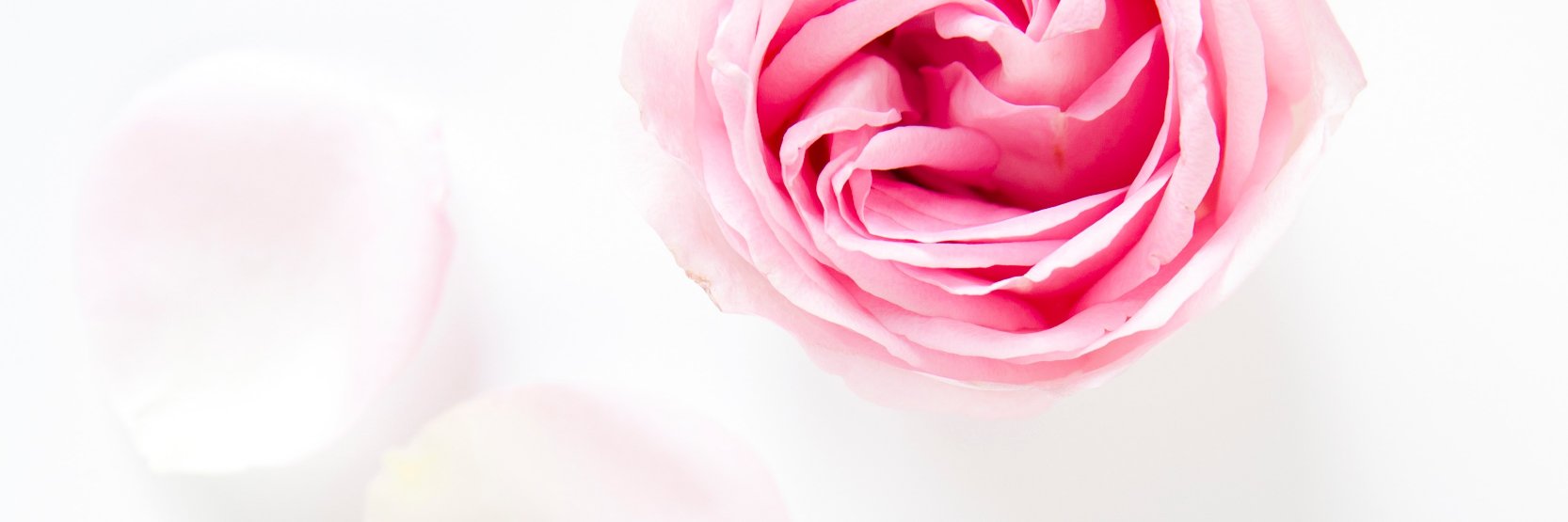 Elanie Bell banner