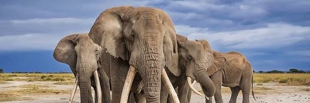 Angela Kioi 🇰🇪 banner