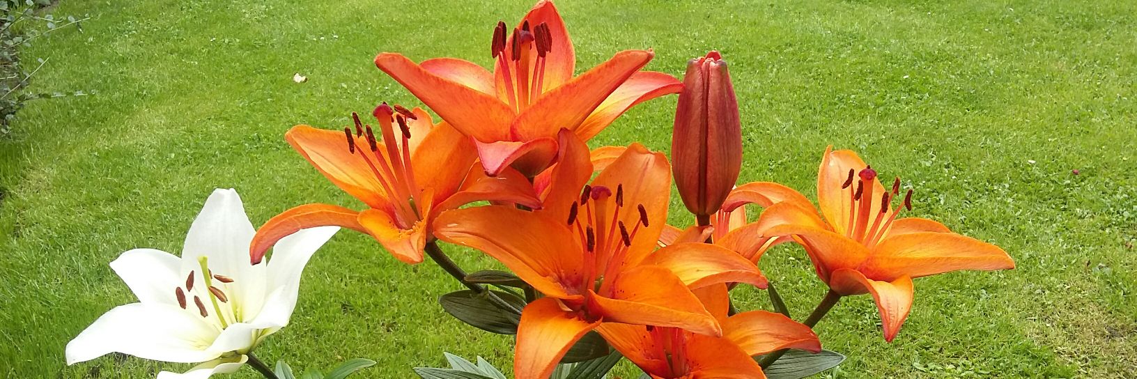 🌻🌷🌼 Gill 🌼🌷🌻 banner