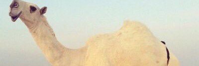 100170D's profile banner image