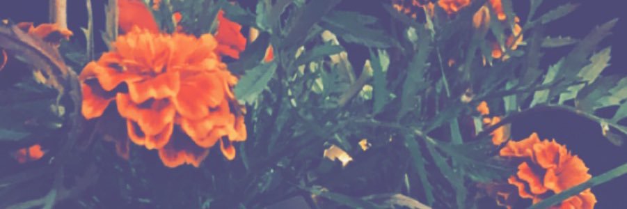 Fahad_HCF_'s profile banner image