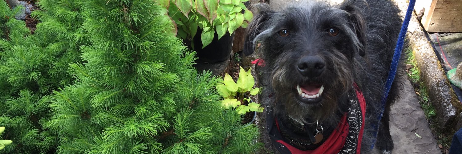 BuddyDoggy's profile banner image