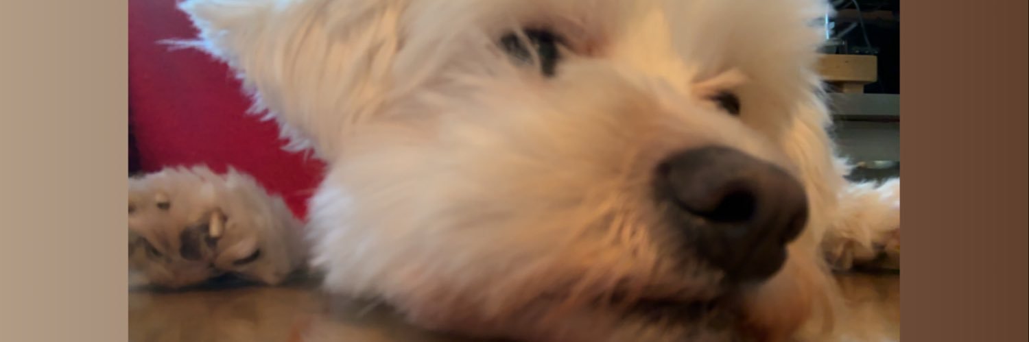 lauu_cc's profile banner image