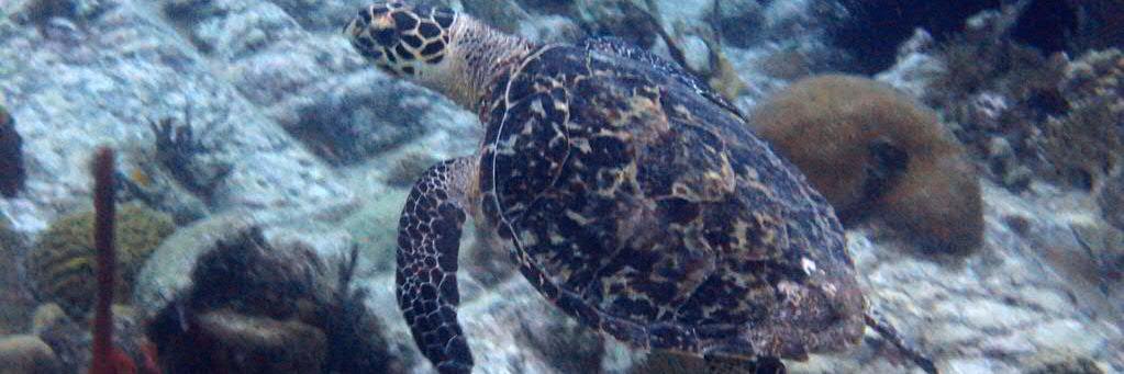 Kim A. Eckert banner