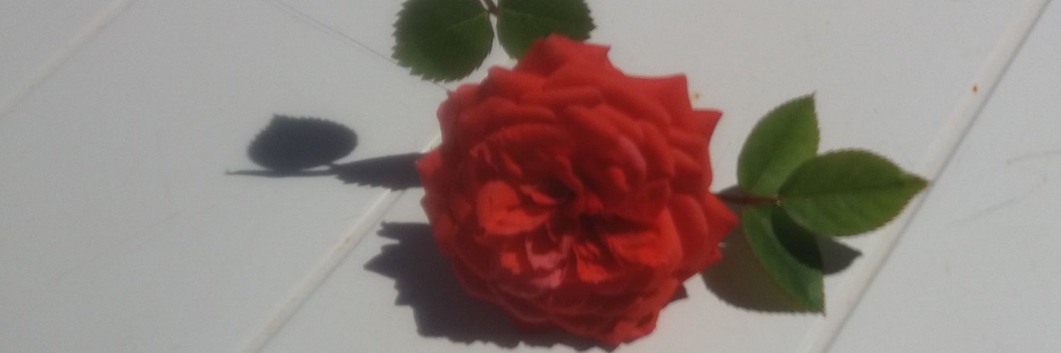 IsabelOrsini's profile banner image
