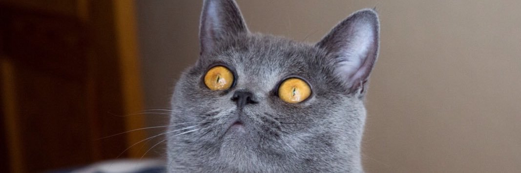 Raaquueel_Go's profile banner image