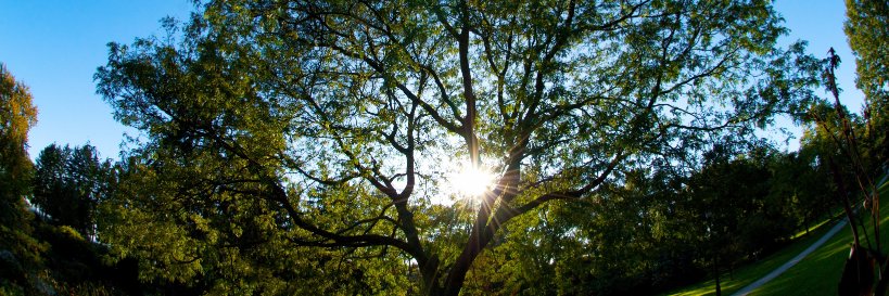 MapleHillTree's profile banner image