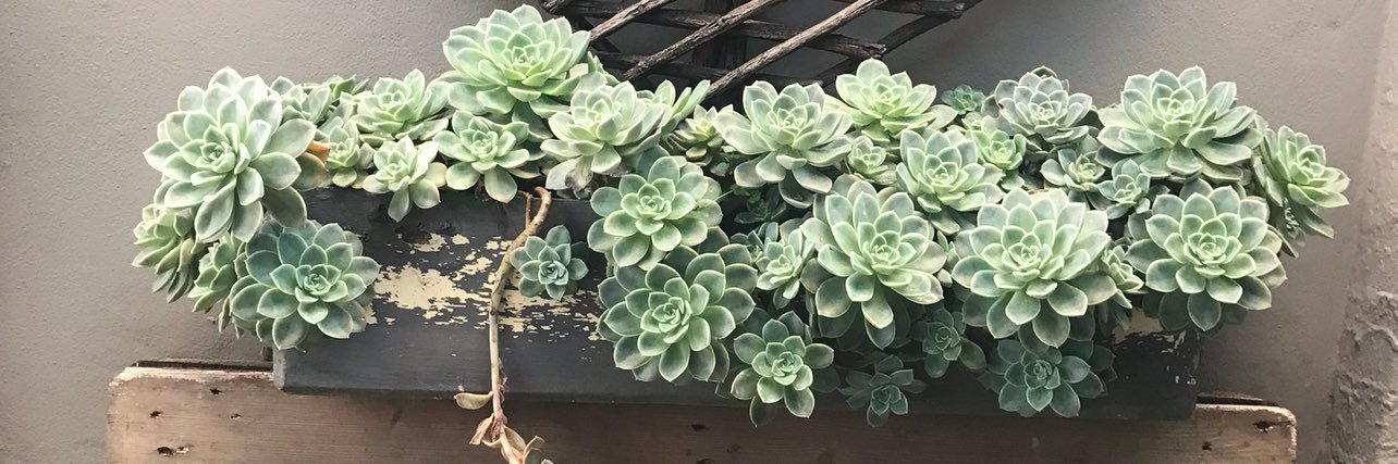 AppleZoe's profile banner image