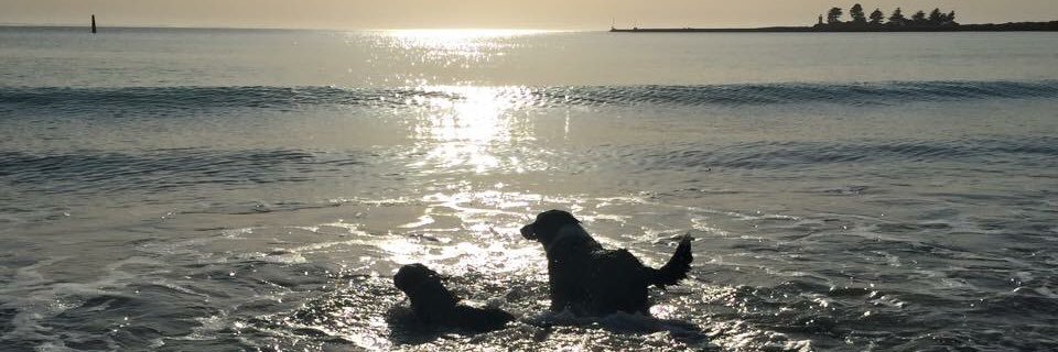 Michelle Brereton banner