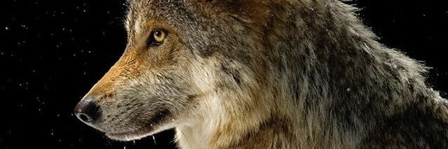 Felipeccastillo's profile banner image