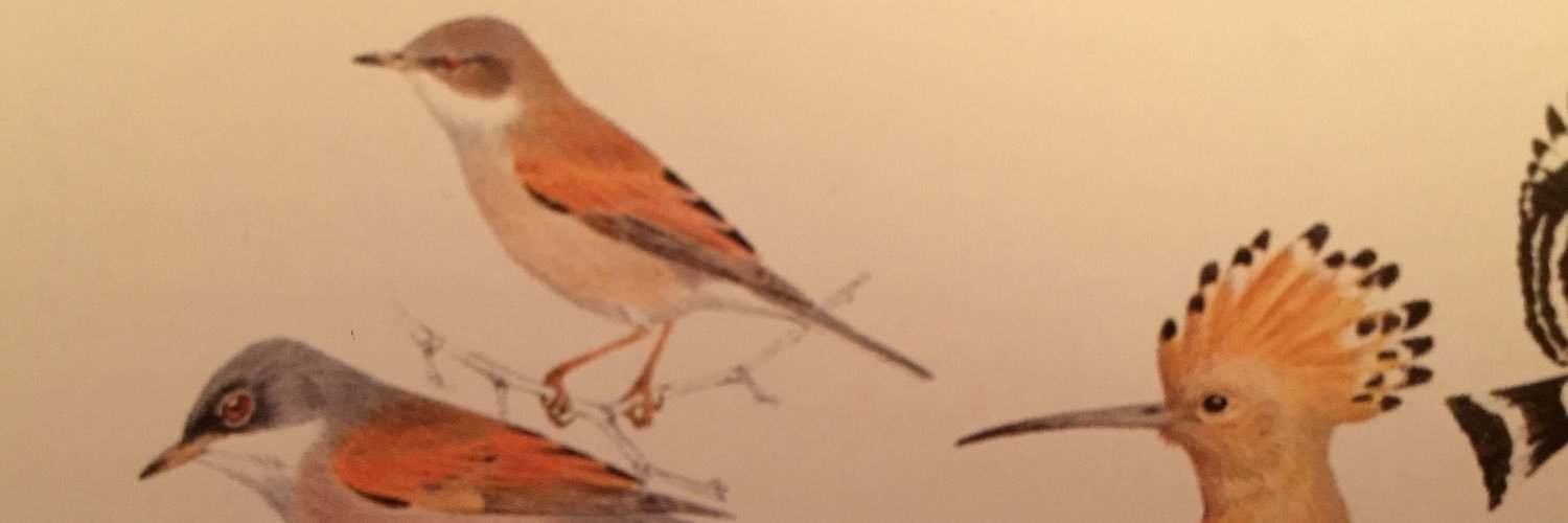 TenerifeBirding's profile banner image