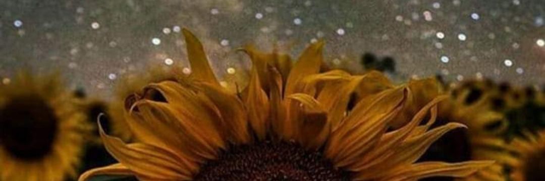 MrsKatWilson's profile banner image