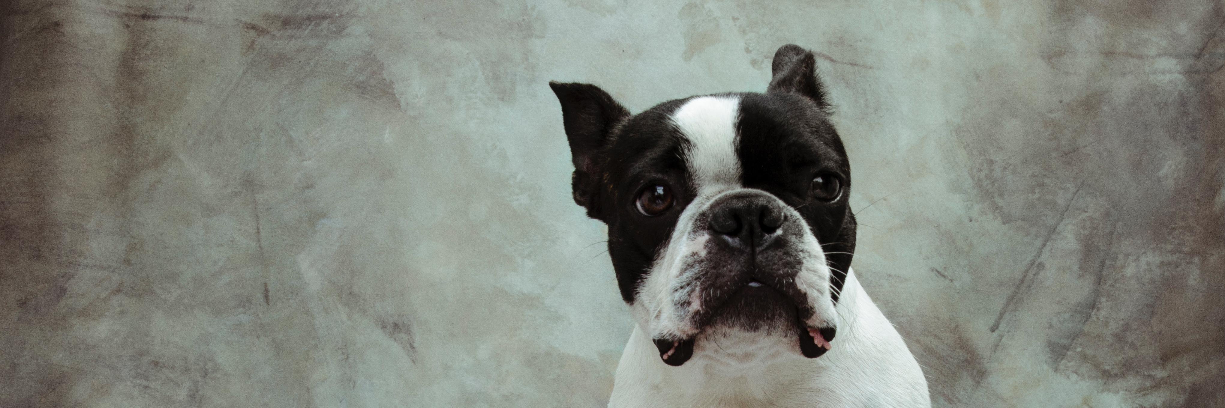 James Reese Photo banner