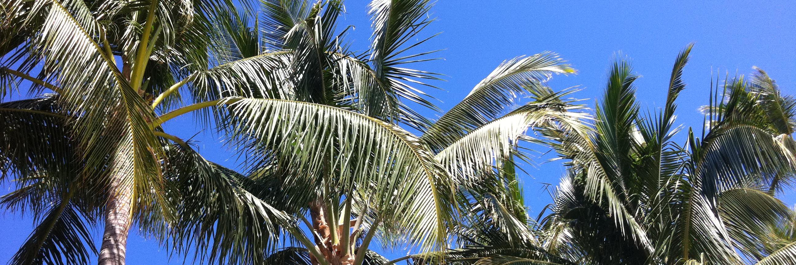 ͯPͯͯoͯͯoͯͯlͯͯbͯͯoͯͯyͯͯRͯͯiͯͯcͯͯoͯ banner