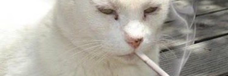 malacotrulyy's profile banner image