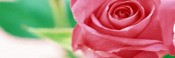 rayanecarvalh17's profile banner image