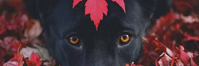 _morenadojem's profile banner image