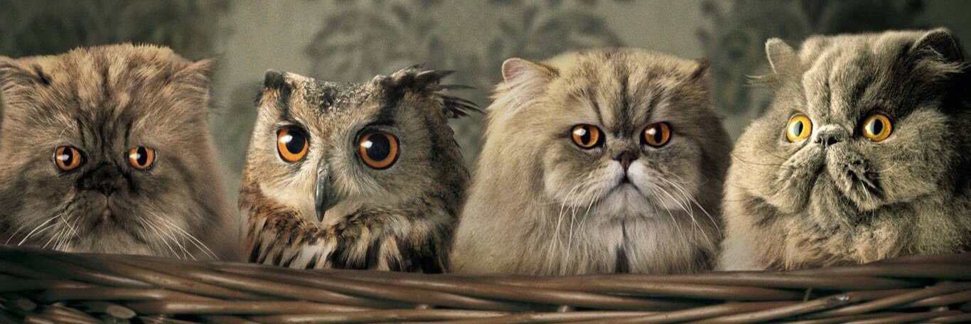 森川ポン吉 banner