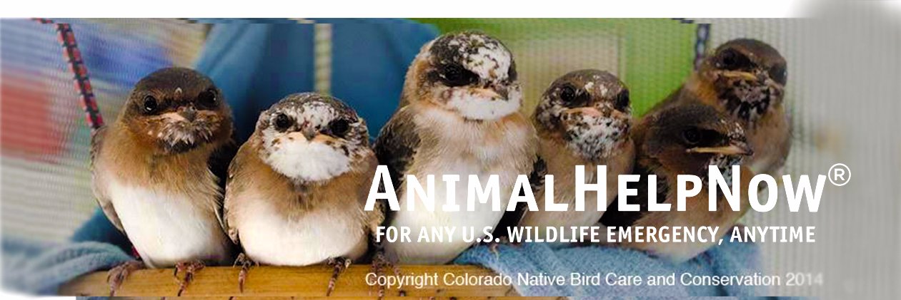 Animal Help Now! banner