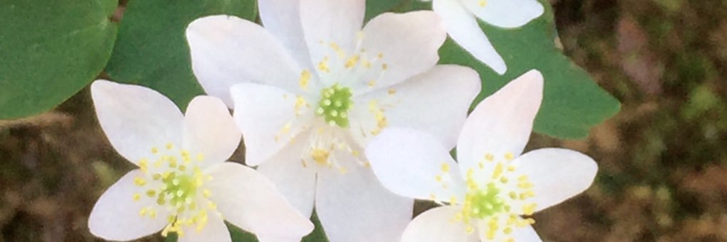 JessiAMess's profile banner image