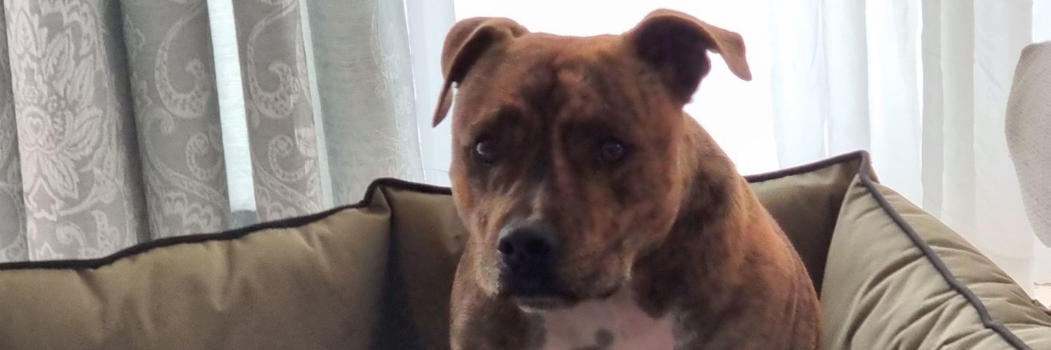 Eusebius McKaiser banner