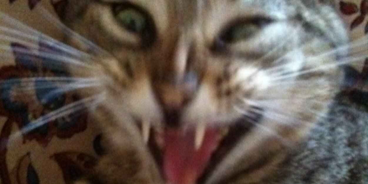 Anneka_tabbycat's profile banner image