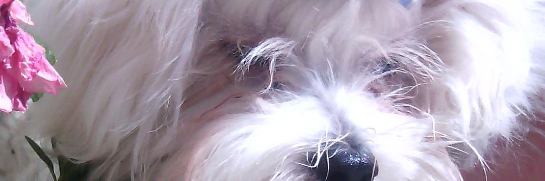 nietzsche_mt's profile banner image