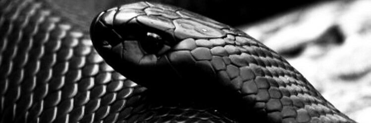 jhaffed's profile banner image
