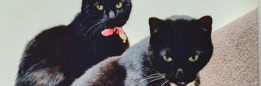 Alasdair Murray banner