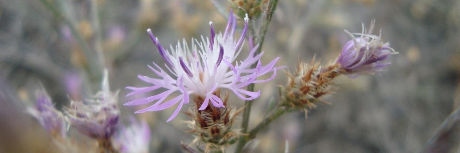 Dr. Kathryn G. Turner banner