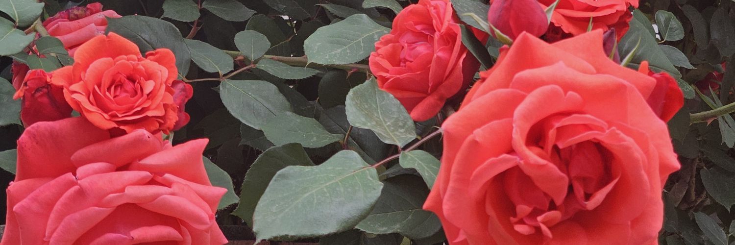 leeruyeon's profile banner image