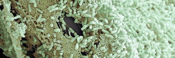 HAISurvivor Profile Banner