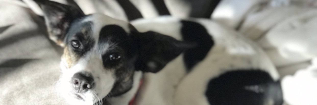 HollyLo__'s profile banner image