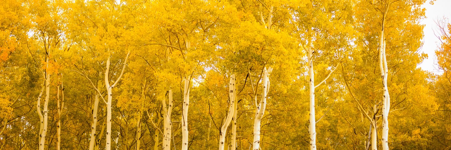 aspenrivera's profile banner image