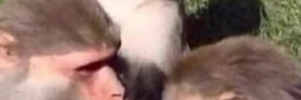reeselazara's profile banner image