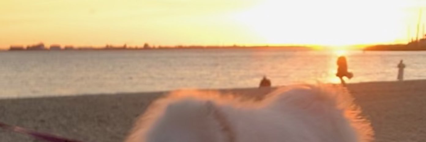 nhatjollie's profile banner image