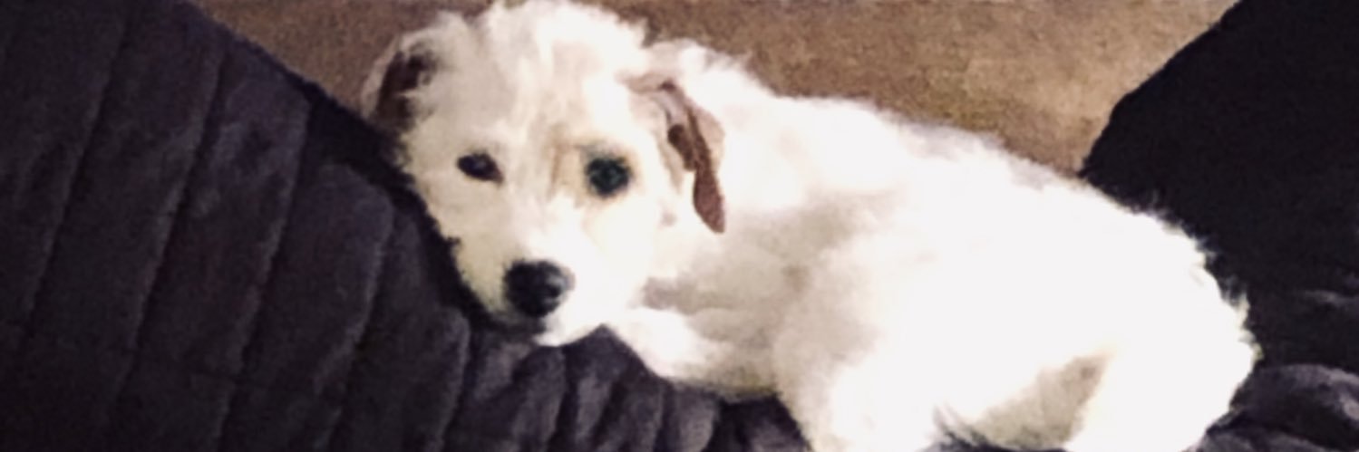 Stephanie Reddoch banner