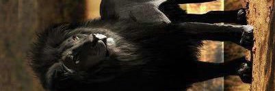 kingsmith72's profile banner image