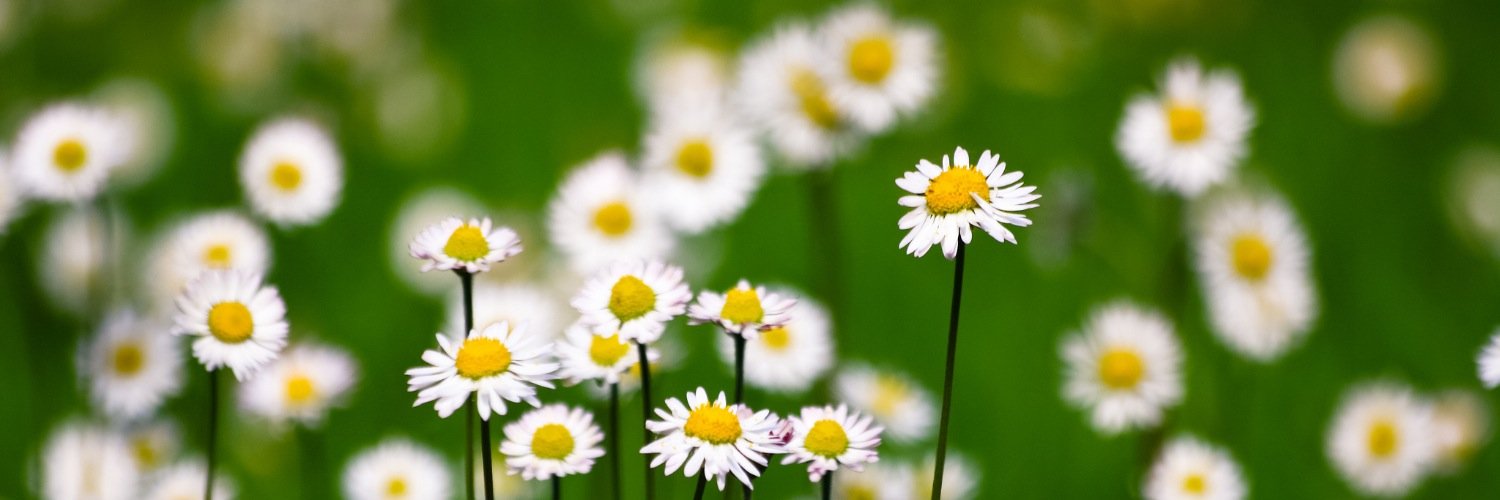 aneguet's profile banner image