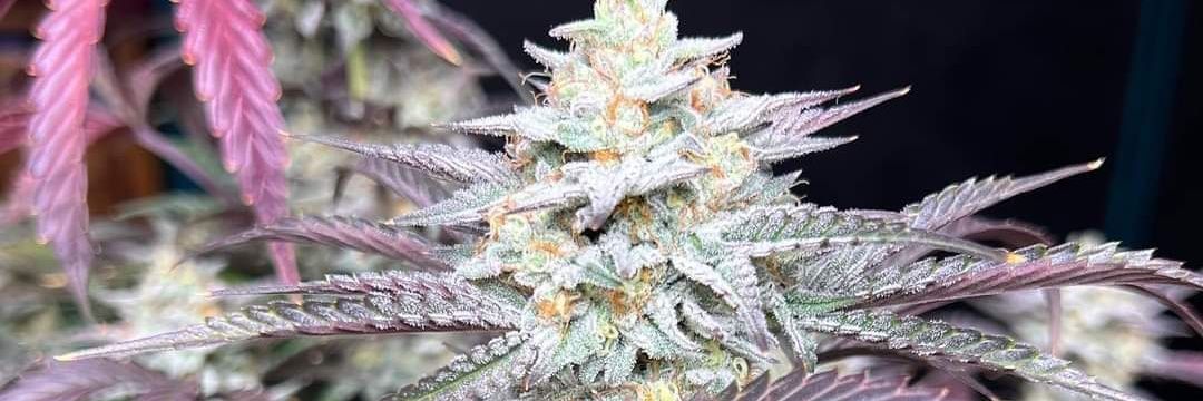 csaleja420's profile banner image