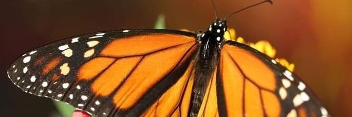PaulaAnnRay's profile banner image