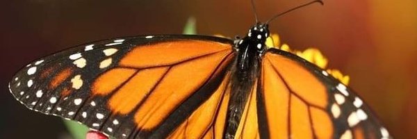 PaulaAnnRay Profile Banner