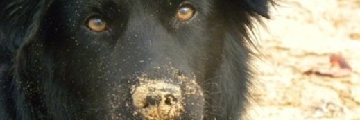 IslandDogOrg's profile banner image