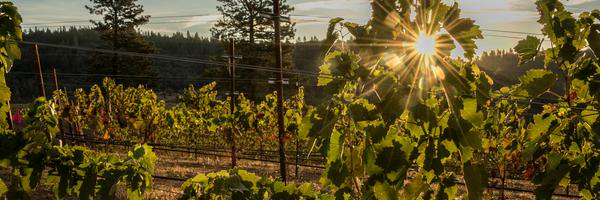 Starfieldwine's profile banner image